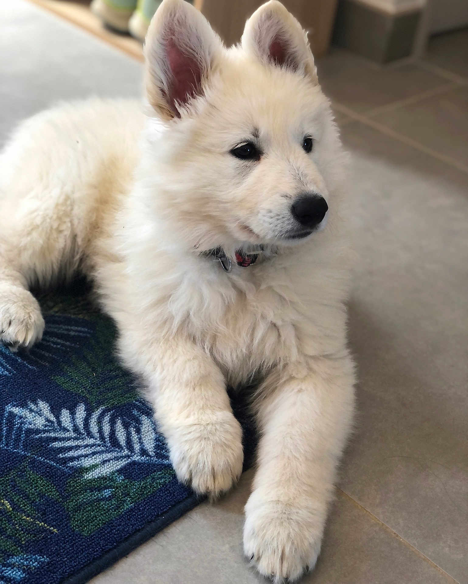 Moro a rejoint le concours — aidez-le/la à gagner de superbes lots ! close_up, collar, cute, dog, domestic_animal, ear, eyes, fluffy, fur, home, indoor, laying_down, mat, nose, paw, pet, portrait, puppy, tile_floor, white_fur