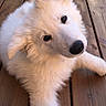 animal, canine, companion, cute, daylight, dog, ears, fluffy, fur, laying_down, looking_up, nature, nose, outdoor, paw, pet, puppy, white_fur, wooden_deck, young_dog