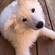 Moro participe au concours pour gagner de l'argent avec cette photo : animal, canine, companion, cute, daylight, dog, ears, fluffy, fur, laying_down, looking_up, nature, nose, outdoor, paw, pet, puppy, white_fur, wooden_deck, young_dog