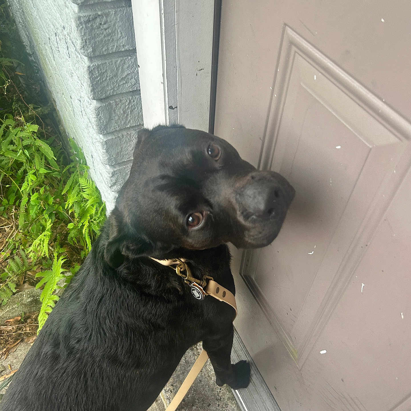 Choco joined the competition — help win amazing prizes! animal, black_dog, brick_wall, canine, close_up, collar, curious, daylight, dog, door, greenery, leash, outdoor, pavement, pet, plants, portrait, side_view, snout, waiting