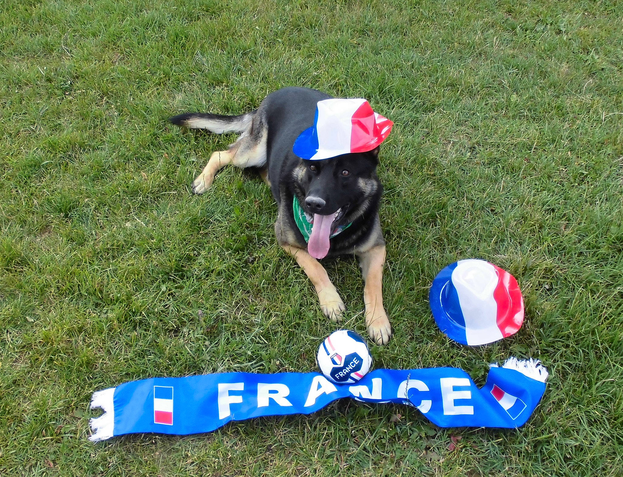 Magic participe au concours pour gagner de l'argent avec cette photo : canidae, carnivore, disc_dog, dog, dog_breed, grass, leash, obedience_training, rally_obedience, sporting_group