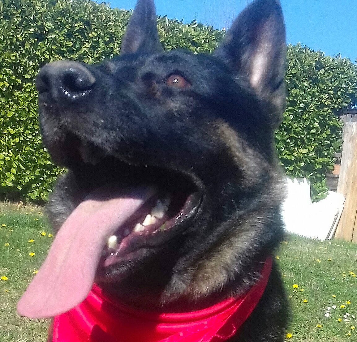 Magic a rejoint le concours — aidez-le/la à gagner de superbes lots ! belgian_shepherd, belgian_shepherd_malinois, black_norwegian_elkhound, bohemian_shepherd, canidae, carnivore, dog, dog_breed, east_european_shepherd, german_shepherd_dog, king_shepherd, kunming_wolfdog, mammal, norwegian_elkhound, old_german_shepherd_dog, police_dog, rare_breed_dog, shiloh_shepherd_dog, snout, vertebrate