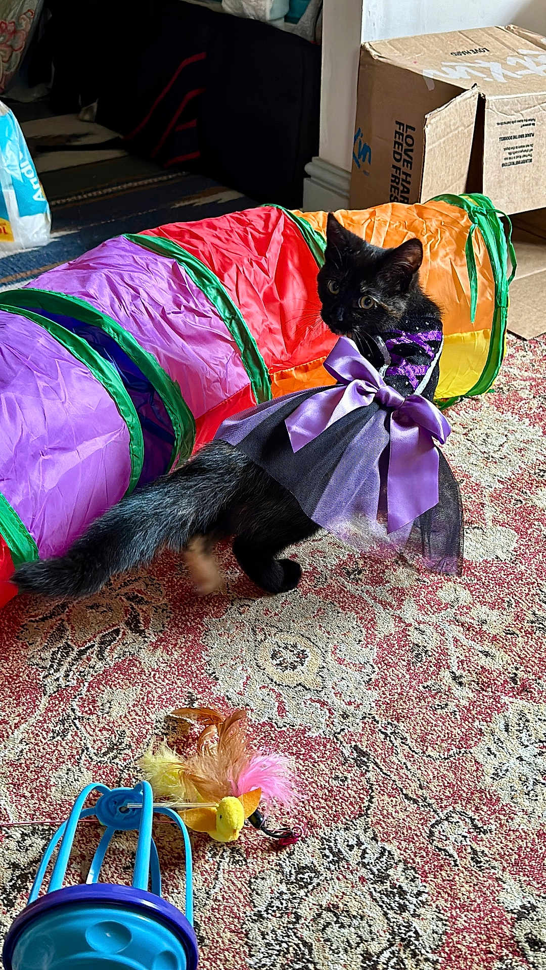 Calypso joined the competition — help win amazing prizes! cat, black_cat, costume, purple_bow, play_tunnel, toy, feathers, carpet, indoor, pet, curious, feline, dress, colorful, patterned_rug, home, animal, cute, playful, pet_toy