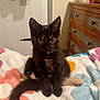 Calypso joined the competition — help win amazing prizes! kitten, cat, tortoiseshell, pet, indoor, bed, blanket, floral_pattern, furniture, curious, cute, animal, small, young, tail, paw, ears, eyes, domestic, cozy