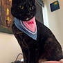 Calypso joined the competition — help win amazing prizes! cat, black_cat, bandana, amore, indoor, blanket, painting, wall_art, animal, pet, feline, close_up, portrait, cozy, soft_light, curious, sitting, domestic_cat, cute, fur