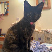 Calypso joined the competition — help win amazing prizes! kitten, cat, tortoiseshell, tongue_out, indoor, pet, animal, curious, feline, sitting, cozy, blanket, furniture, home, cute, whiskers, ears, eyes, domestic_cat, portrait