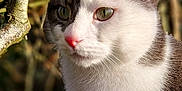 Lewis participe au concours pour gagner de l'argent avec cette photo : cat, animal, close_up, outdoor, nature, fur, whiskers, ears, eyes, nose, tree_branch, sunlight, green_eyes, white_fur, gray_fur, portrait, pet, mammal, wildlife, calm