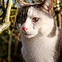 cat, animal, close_up, outdoor, nature, fur, whiskers, ears, eyes, nose, tree_branch, sunlight, green_eyes, white_fur, gray_fur, portrait, pet, mammal, wildlife, calm