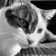 Lewis a rejoint le concours — aidez-le/la à gagner de superbes lots ! cat, close_up, black_and_white, whiskers, fur, pet, animal, resting, woven_surface, texture, portrait, face, ear, eye, domestic_cat, feline, indoor, quiet, calm, detailed