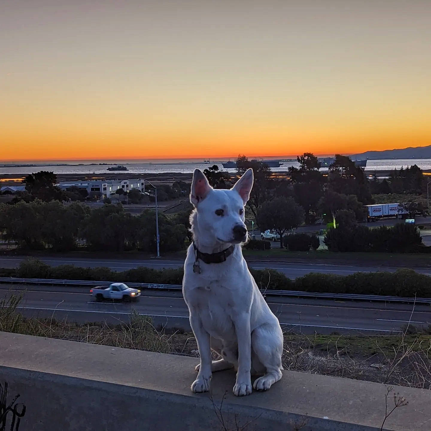 Saltine joined the competition — help win amazing prizes! afterglow, asphalt, carnivore, city, collar, companion_dog, dog, dog_breed, dusk, horizon, plant, red_sky_at_morning, road, road_surface, sidewalk, sky, sunrise, sunset, tail, working_animal