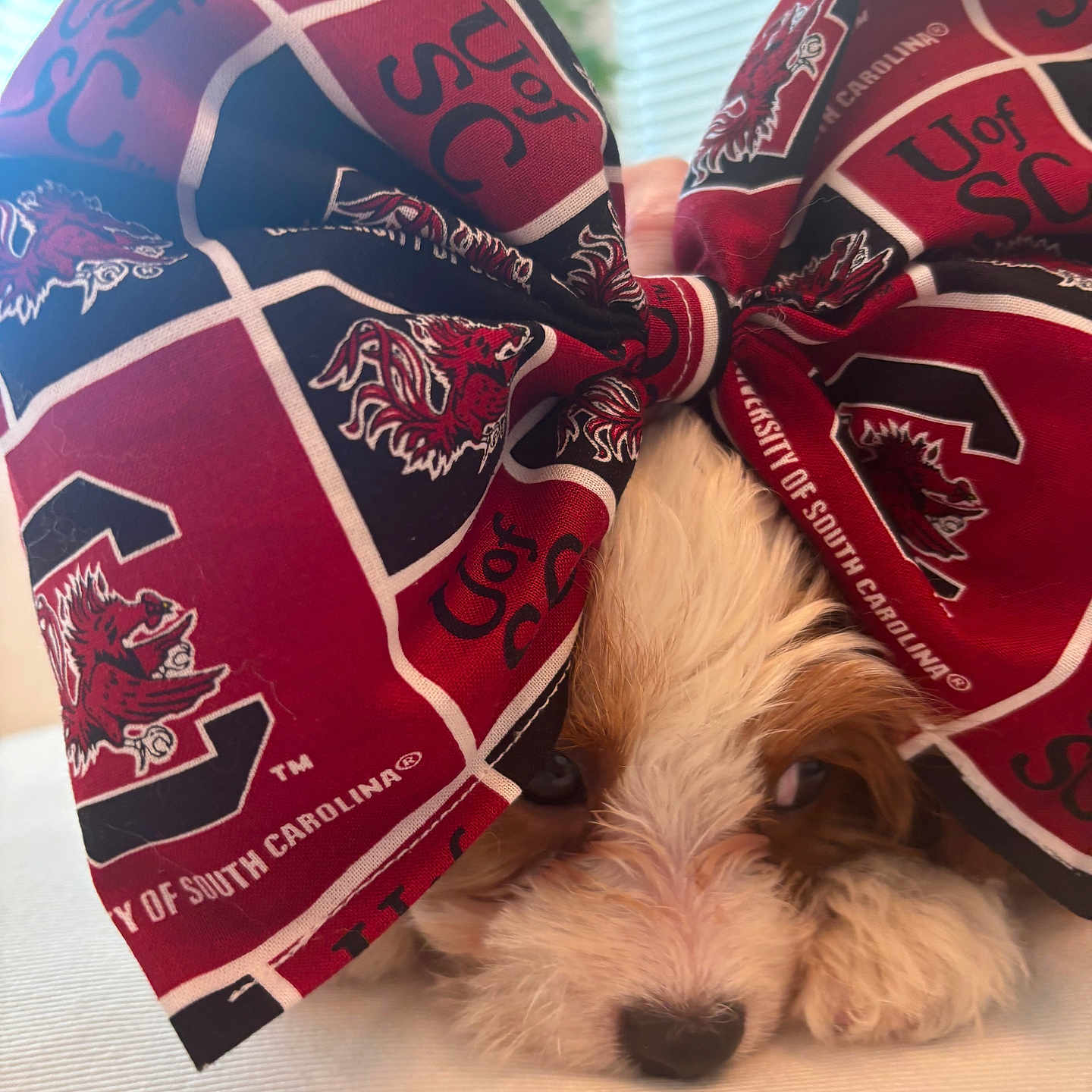 Carolina Bell is registered to the contest to win money with this photo: animal, black, bow, closeup, cute, dog, eyes, fabric, face, fur, indoor, nose, paw, pet, puppy, red, resting, texture, university_of_south_carolina, white