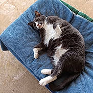 Scooter is registered to the contest to win money with this photo: cat, gray_cat, white_cat, lying_down, relaxed, pet, animal, feline, fur, paw, towel, blue_towel, indoor, floor, cozy, cute, resting, whiskers, tail, sleepy