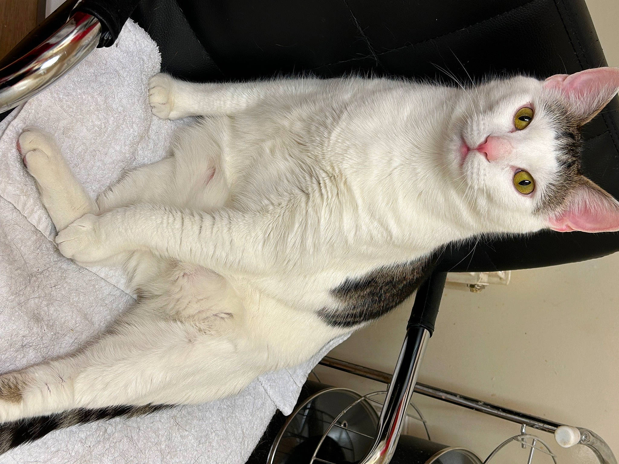 Mr Tibbles is registered to the contest to win money with this photo: carnivore, cat, collar, domestic_short_haired_cat, fawn, felidae, fur, kitchen_utensil, paw, small_to_medium_sized_cats, snout, tail, whiskers