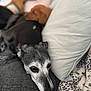 dog, couch, blanket, pillow, resting, snuggling, pet, animal, fur, cozy, indoor, relaxing, sleepy, closeup, companion, friendship, two_dogs, brown_dog, gray_dog, home