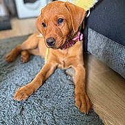 Heidi is registered to the contest to win money with this photo: puppy, dog, indoor, carpet, floor, collar, brown, cute, pet, relaxed, living_room, furniture, wooden_floor, cozy, animal, young, portrait, laying_down, fur, domestic