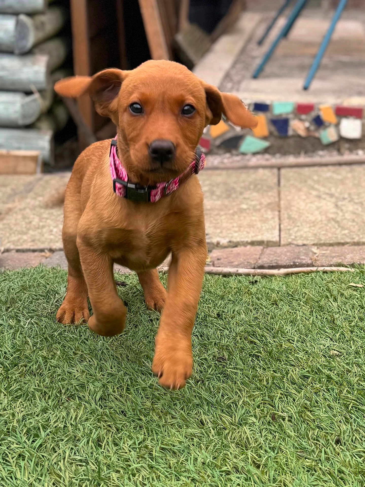 Heidi joined the competition — help win amazing prizes! puppy, dog, brown, grass, collar, outdoor, pet, young, walking, curious, mosaic, tiles, garden, animal, closeup, playful, ears, fur, front_paw, background