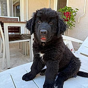 Amilton participe au concours pour gagner de l'argent avec cette photo : adorable, black_fur, chair, dog, fluffy, home, outdoor, patio, pet, plant, portrait, potted_plant, puppy, sitting, sunlight, table, tongue_out, white_chest, white_paws, window
