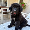 puppy, dog, black_fur, fluffy, sitting, tongue_out, white_chest, white_paws, portrait, outdoor, patio, table, chair, plant, potted_plant, window, home, sunlight, pet, adorable
