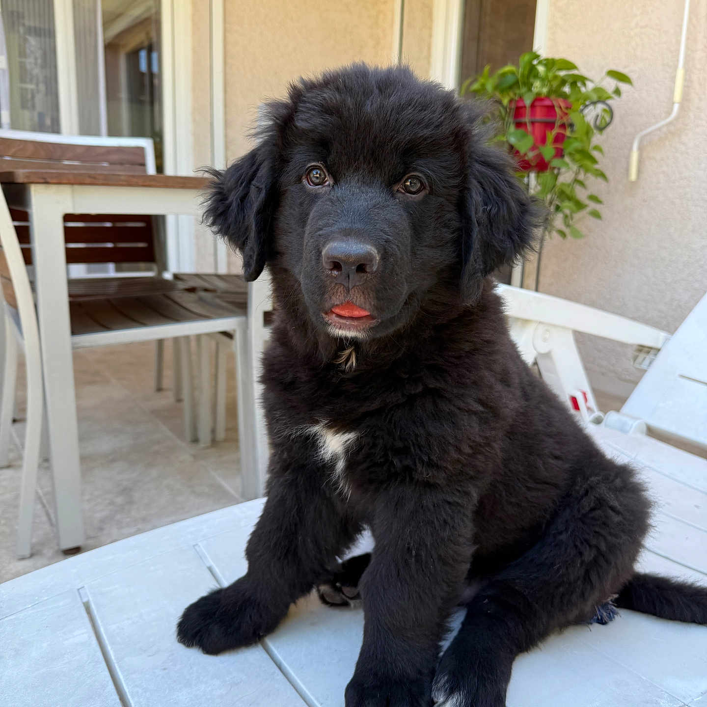 Amilton participe au concours pour gagner de l'argent avec cette photo : adorable, black_fur, chair, dog, fluffy, home, outdoor, patio, pet, plant, portrait, potted_plant, puppy, sitting, sunlight, table, tongue_out, white_chest, white_paws, window