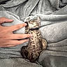 Tank joined the competition — help win amazing prizes! kitten, cat, tabby, small, paw, human_hand, blanket, gray, cozy, sleeping, cute, pet, fur, collar, resting, indoor, tiny, relaxed, touching, snuggling