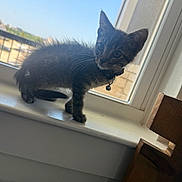 Tank is registered to the contest to win money with this photo: kitten, cat, windowsill, window, collar, bell, indoor, daylight, fur, animal, pet, curious, small, fluffy, whiskers, ears, tail, wood, blurred_background, house