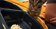 Tank joined the competition — help win amazing prizes! kitten, cat, food_bowl, curious, tongue_out, orange_blanket, collar, indoor, person_arm, striped_curtains, framed_pictures, bed, pet, young_cat, close_up, black_bowl, home, feline, cute, anticipation