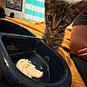 kitten, cat, food_bowl, curious, tongue_out, orange_blanket, collar, indoor, person_arm, striped_curtains, framed_pictures, bed, pet, young_cat, close_up, black_bowl, home, feline, cute, anticipation