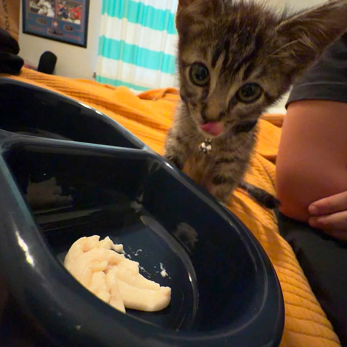 Tank joined the competition — help win amazing prizes! kitten, cat, food_bowl, curious, tongue_out, orange_blanket, collar, indoor, person_arm, striped_curtains, framed_pictures, bed, pet, young_cat, close_up, black_bowl, home, feline, cute, anticipation