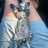 Tank is registered to the contest to win money with this photo: kitten, cat, pet, animal, relaxing, lap, person, legs, shorts, striped_clothing, fur, collar, paw, sleeping, sunlight, indoor, casual, footwear, beige_shoes, cute