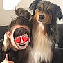dog, person, thumbs_up, indoor, couch, fluffy, long_hair, black, brown, white, pet, companion, smile, happy, casual, home, friendship, animal, cute, relaxed