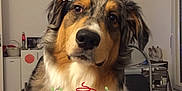 Oxy a rejoint le concours — aidez-le/la à gagner de superbes lots ! australian_shepherd, canidae, carnivore, christmas, companion_dog, dog, dog_breed, fawn, fur, hat, headgear, holiday, mammal, party_hat, rough_collie, shetland_sheepdog, sporting_group, working_dog