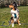 Oxy a rejoint le concours — aidez-le/la à gagner de superbes lots ! dog, grass, flowers, harness, outdoor, spring, nature, tree, blossom, pet, canine, animal, sitting, leash, sunlight, park, fur, greenery, daytime, scenic