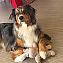 Oxy a rejoint le concours — aidez-le/la à gagner de superbes lots ! dog, stuffed_toy, floor, indoor, red_chair, table, fur, pet, animal, toy, relaxed, brown, black, white, tricolor, looking, paw, wooden_floor, cozy, companion