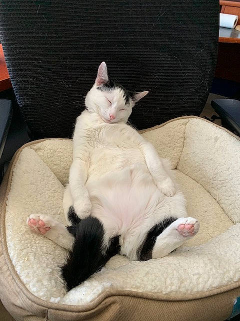 Cleo is registered to the contest to win money with this photo: box, carnivore, cat, cat_supply, claw, comfort, couch, domestic_short_haired_cat, felidae, fur, grey, lap, linens, nap, paw, room, sitting, small_to_medium_sized_cats, tail, whiskers