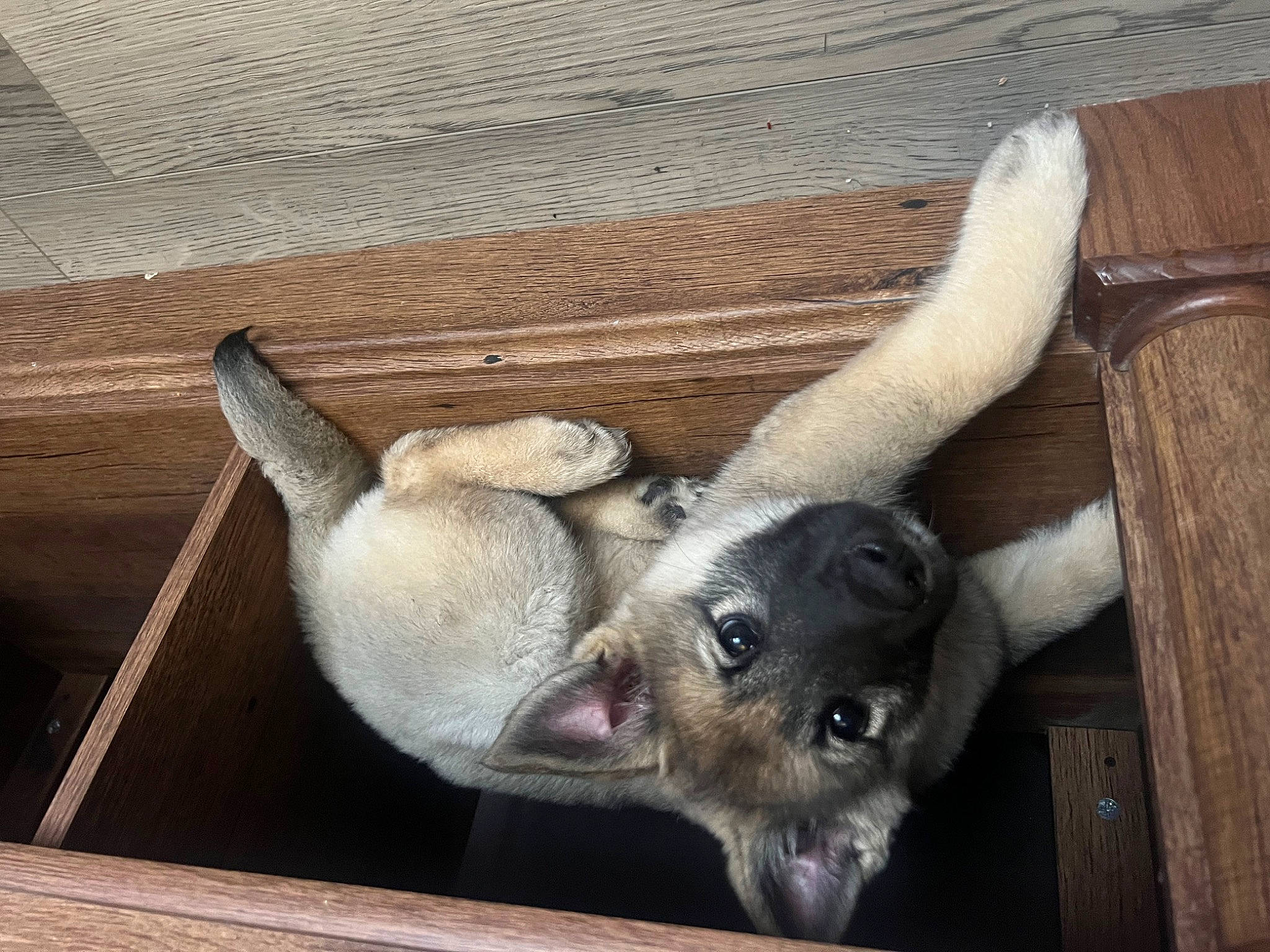 Lola joined the competition — help win amazing prizes! canidae, carnivore, companion_dog, dog, dog_breed, ear, fawn, felidae, fur, hardwood, paw, pet_supply, small_to_medium_sized_cats, snout, sporting_group, tail, whiskers, wood, wood_stain, working_animal