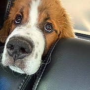 Chuy is registered to the contest to win money with this photo: adorable, animal, brown_and_white, car, close_up, cute, dog, eyes, face, fluffy, indoors, leather_seat, nose, pet, photography, portrait, puppy, saint_bernard, snout, vehicle