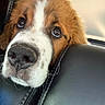 adorable, animal, brown_and_white, car, close_up, cute, dog, eyes, face, fluffy, indoors, leather_seat, nose, pet, photography, portrait, puppy, saint_bernard, snout, vehicle