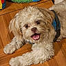 dog, puppy, fluffy, smiling, blue_harness, wooden_floor, toy, playful, pet, cute, indoor, fur, happy, animal, canine, lying_down, looking_up, open_mouth, domestic, companion