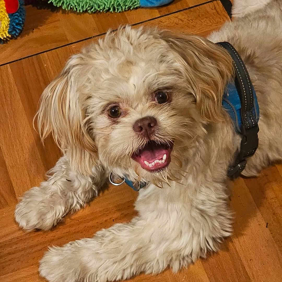 Gizmo