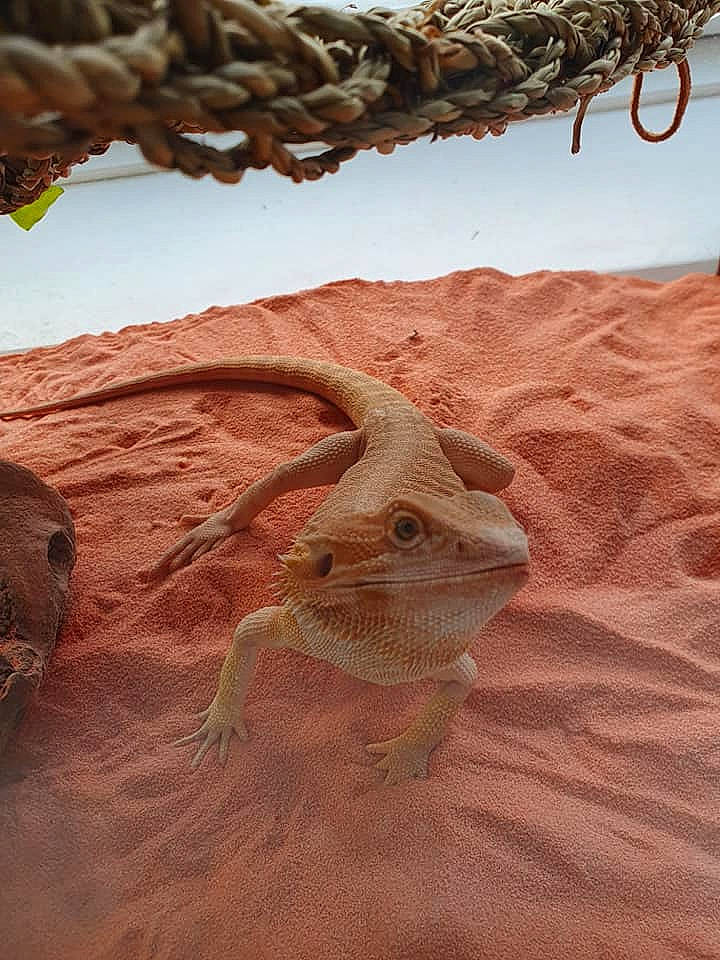 Juillete participe au concours pour gagner de l'argent avec cette photo : dragon_lizard, iguania, landscape, lizard, reptile, scaled_reptile