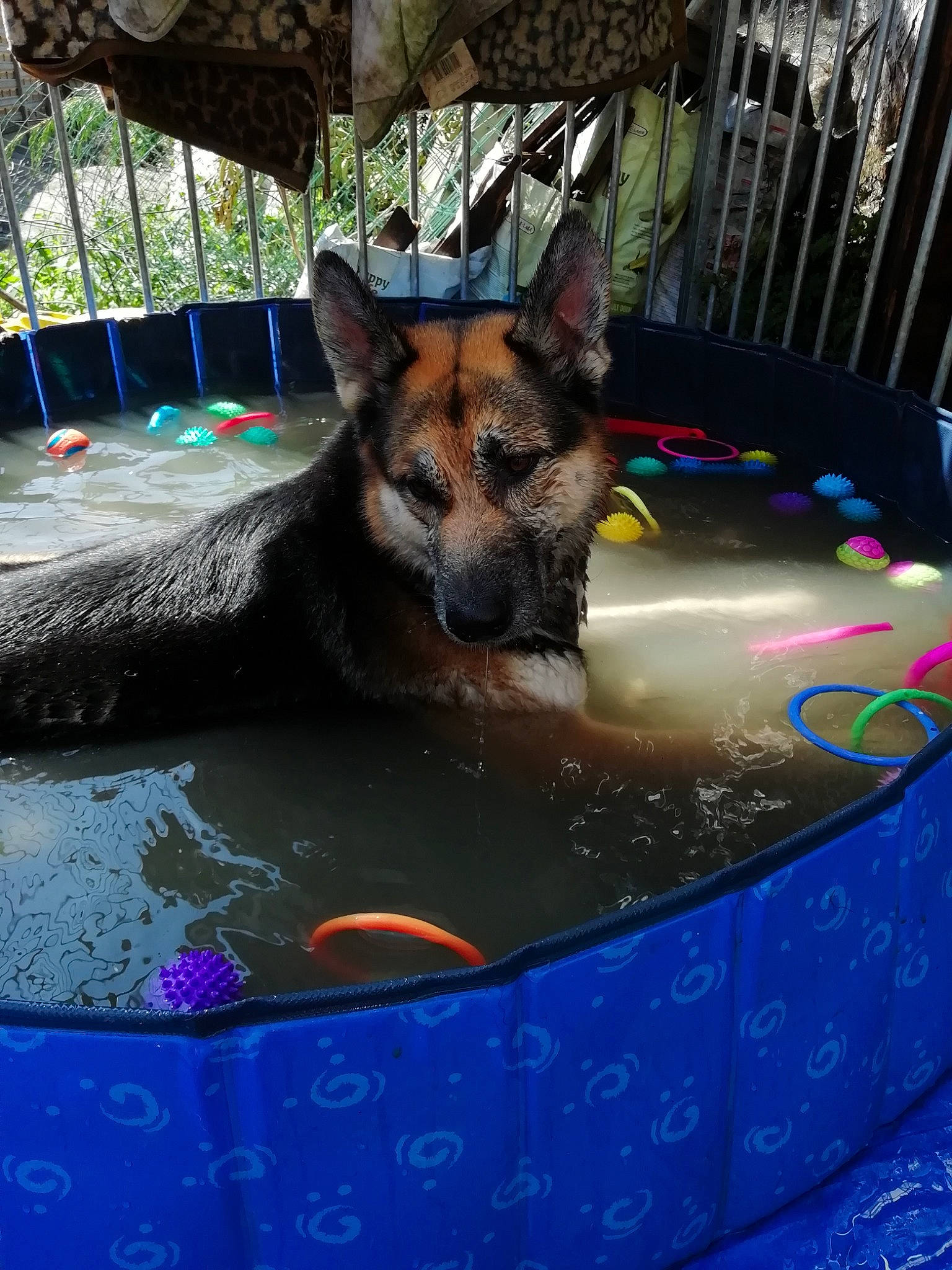 Blue participe au concours pour gagner de l'argent avec cette photo : belgian_shepherd_malinois, canidae, carnivore, dog, dog_breed, east_european_shepherd, fawn, german_shepherd_dog, king_shepherd, kunming_wolfdog, mammal, old_german_shepherd_dog, vertebrate, wolfdog, working_dog