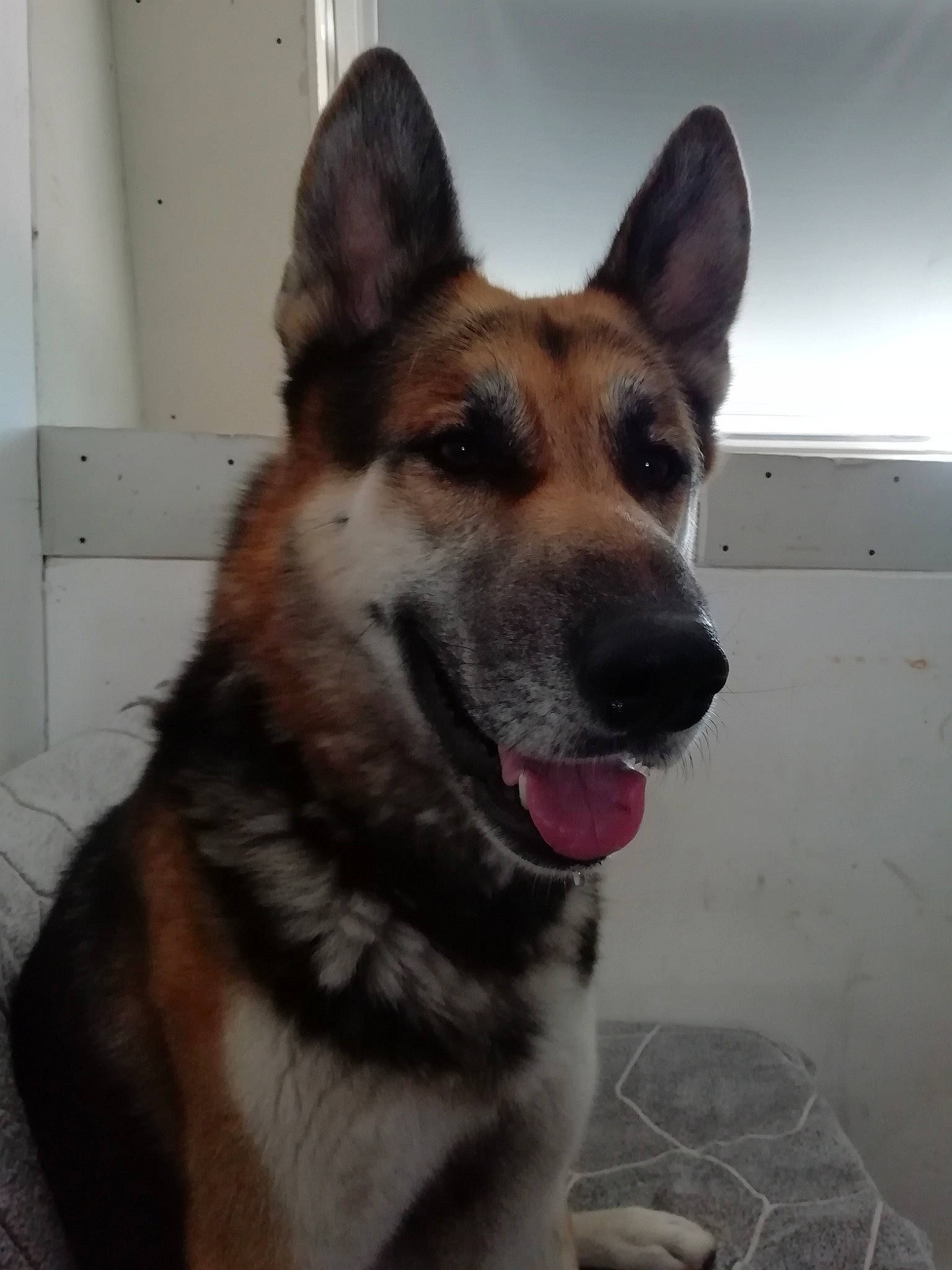 Blue a rejoint le concours — aidez-le/la à gagner de superbes lots ! belgian_shepherd, belgian_shepherd_malinois, canidae, carnivore, dog, dog_breed, east_european_shepherd, fawn, german_shepherd_dog, king_shepherd, kunming_wolfdog, mammal, old_german_shepherd_dog, police_dog, rare_breed_dog, shiloh_shepherd_dog, snout, vertebrate, wolfdog, working_dog