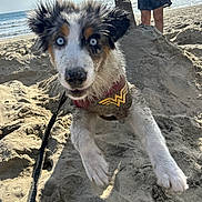 Frankie joined the competition — help win amazing prizes! dog, beach, sand, ocean, blue_eyes, leaping, playful, outdoor, animal, pet, harness, wonder_woman_logo, person, legs, summer, sunny, sky, water, fun, active
