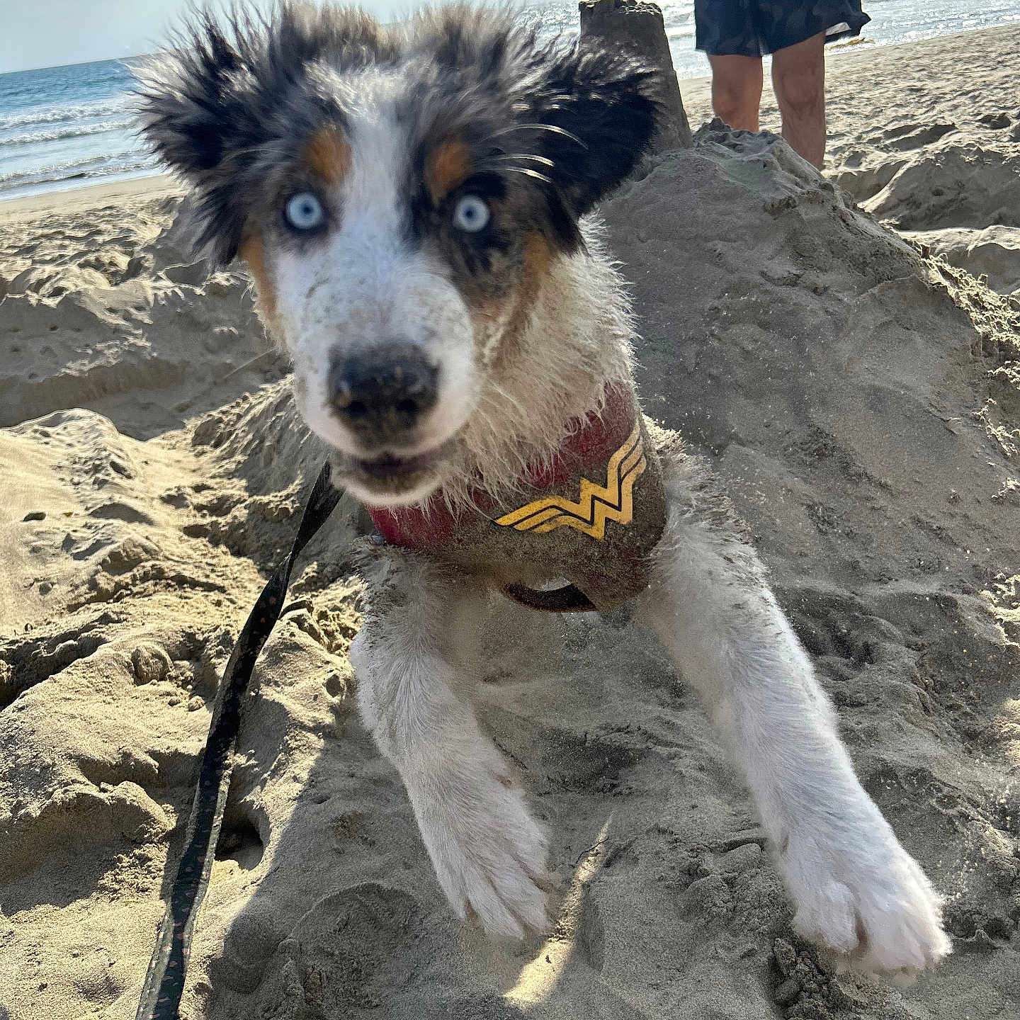 Frankie