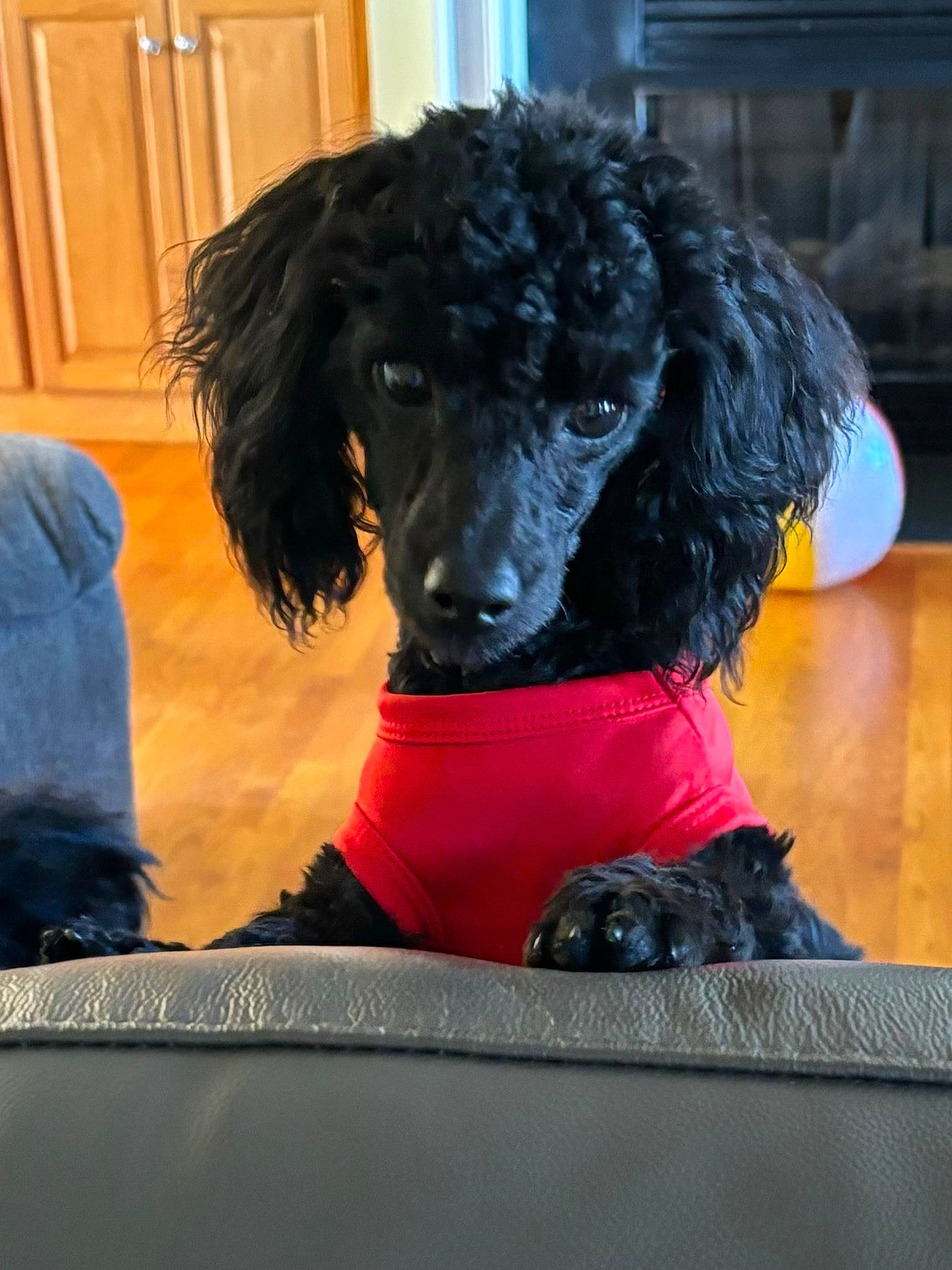 Bentley joined the competition — help win amazing prizes! canidae, carnivore, comfort, companion_dog, dog, dog_breed, dog_collar, dog_supply, flooring, fur, liver, pet_supply, poodle, snout, sporting_group, standard_poodle, toy_dog, water_dog, working_animal, working_dog