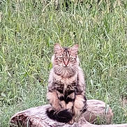Minette participe au concours pour gagner de l'argent avec cette photo : cat, fluffy, animal, sitting, log, grass, outdoor, nature, wildlife, green, field, fur, pet, mammal, whiskers, tail, eyes, forest, plant, wood