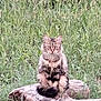 cat, fluffy, animal, sitting, log, grass, outdoor, nature, wildlife, green, field, fur, pet, mammal, whiskers, tail, eyes, forest, plant, wood