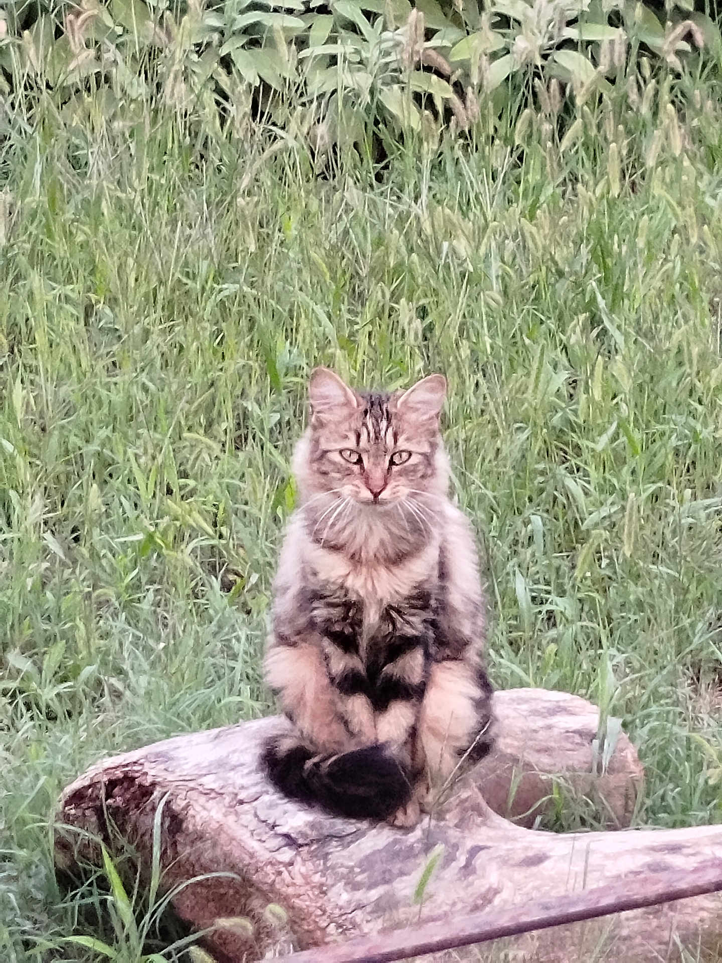 Minette