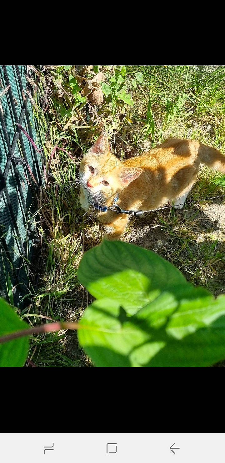 Tya participe au concours pour gagner de l'argent avec cette photo : canidae, carnivore, cat, fawn, felidae, forest, fur, grass, jungle, plant, rodent, small_to_medium_sized_cats, snout, tail, terrestrial_animal, terrestrial_plant, tree, trunk, whiskers, wood