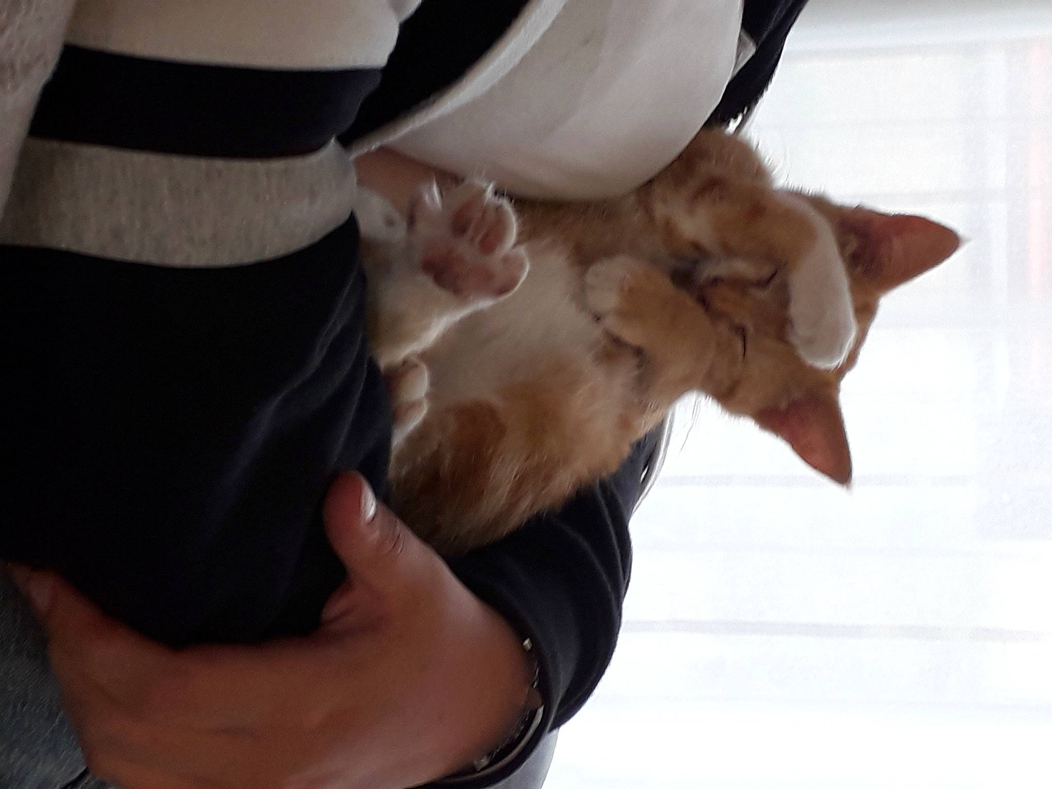 Tya participe au concours pour gagner de l'argent avec cette photo : carnivore, claw, companion_dog, dog_breed, ear, eyewear, fawn, felidae, finger, fur, gesture, hand, happy, nail, small_to_medium_sized_cats, snout, sunglasses, thumb, whiskers, wood